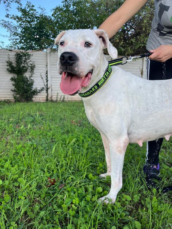 LOLA BELLISSIMA DOGO ARGENTINO Foto 3